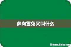 多肉雪兔又叫什么