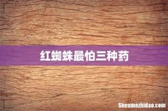 红蜘蛛最怕三种药