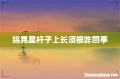 锦晃星杆子上长须根咋回事