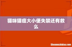 猫咪猫瘟大小便失禁还有救么