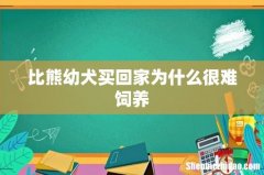 比熊幼犬买回家为什么很难饲养
