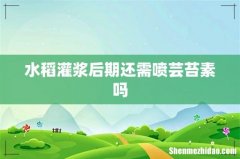 水稻灌浆后期还需喷芸苔素吗