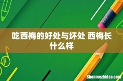 吃西梅的好处与坏处 西梅长什么样