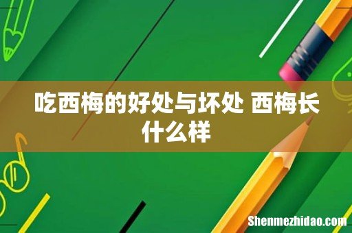 吃西梅的好处与坏处 西梅长什么样