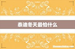 泰迪冬天最怕什么