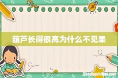 葫芦长得很高为什么不见果