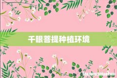 千眼菩提种植环境