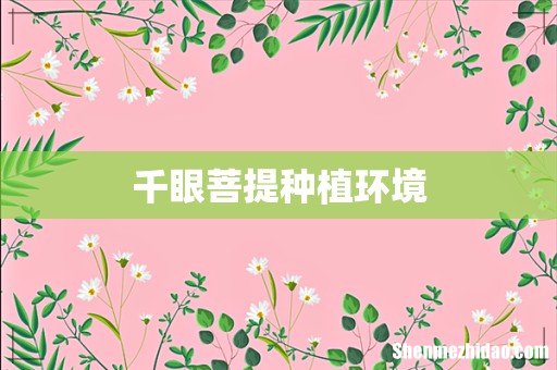千眼菩提种植环境