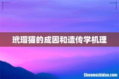 玳瑁猫的成因和遗传学机理
