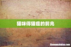 猫咪得猫瘟的前兆