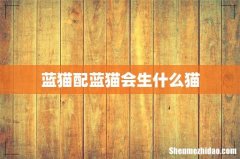 蓝猫配蓝猫会生什么猫