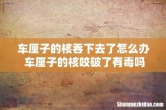 车厘子的核吞下去了怎么办 车厘子的核咬破了有毒吗