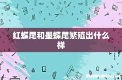 红蝶尾和墨蝶尾繁殖出什么样