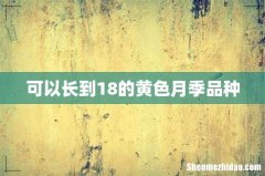 可以长到18的黄色月季品种