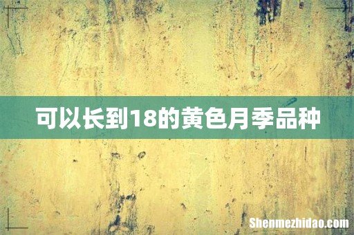 可以长到18的黄色月季品种