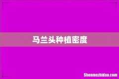马兰头种植密度