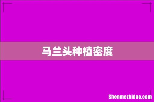 马兰头种植密度