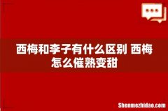 西梅和李子有什么区别 西梅怎么催熟变甜