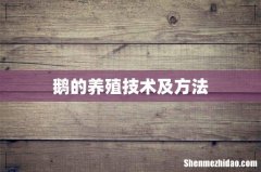 鹅的养殖技术及方法