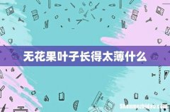 无花果叶子长得太薄什么