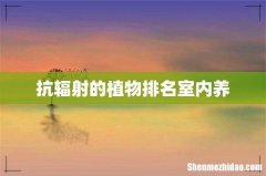 抗辐射的植物排名室内养