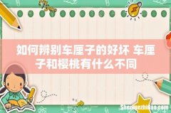 如何辨别车厘子的好坏 车厘子和樱桃有什么不同