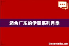 适合广东的伊芙系列月季