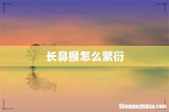 长鼻猴怎么繁衍