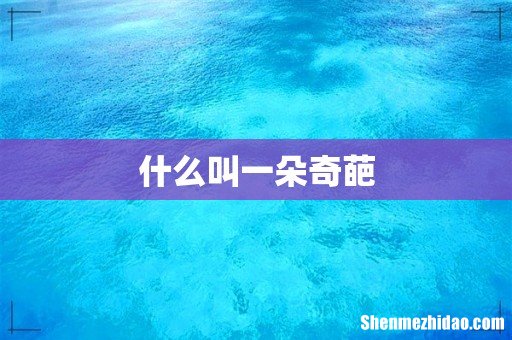 什么叫一朵奇葩