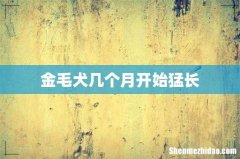 金毛犬几个月开始猛长