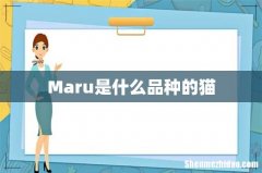 Maru是什么品种的猫