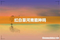 红白菜河南能种吗