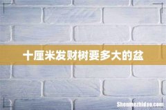 十厘米发财树要多大的盆