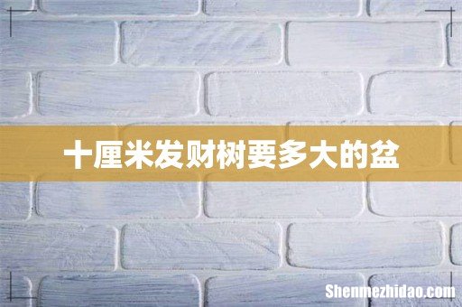 十厘米发财树要多大的盆