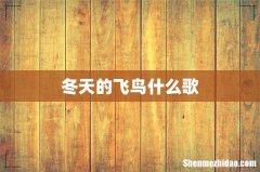 冬天的飞鸟什么歌