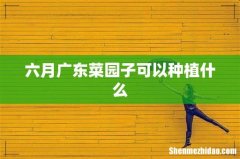 六月广东菜园子可以种植什么