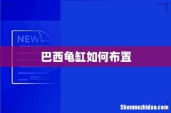 巴西龟缸如何布置