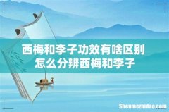 西梅和李子功效有啥区别 怎么分辨西梅和李子