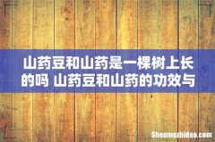 山药豆和山药是一棵树上长的吗 山药豆和山药的功效与作用一样吗