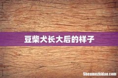 豆柴犬长大后的样子