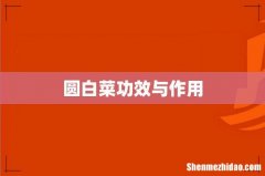 圆白菜功效与作用