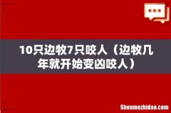 边牧几年就开始变凶咬人 10只边牧7只咬人