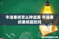牛油果核怎么种盆栽 牛油果的果核能吃吗