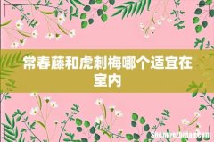 常春藤和虎刺梅哪个适宜在室内