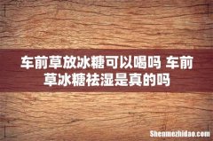 车前草放冰糖可以喝吗 车前草冰糖祛湿是真的吗