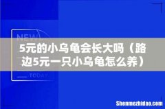 路边5元一只小乌龟怎么养 5元的小乌龟会长大吗