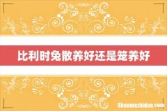 比利时兔散养好还是笼养好