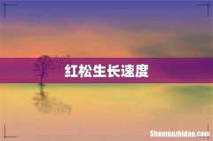 红松生长速度