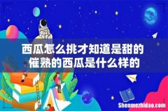 西瓜怎么挑才知道是甜的 催熟的西瓜是什么样的
