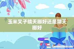 玉米叉子晴天掰好还是阴天掰好